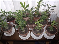 540023b8-Picture 001.jpg